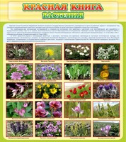 Стенд "Красная книга - растения" - fgospostavki.ru - Шуя