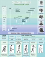 Стенд "Эволюция человека" Вариант 1 - fgospostavki.ru - Шуя