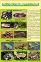 Стенд "Класс земноводные" - fgospostavki.ru - Шуя