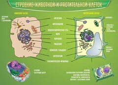 Стенд "Строение животной и растительной клеток" - fgospostavki.ru - Шуя