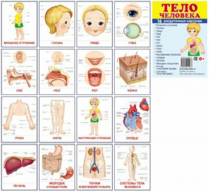 Раздаточные карточки "Тело человека" - fgospostavki.ru - Шуя