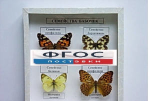 Коллекция "Семейство бабочек" - fgospostavki.ru - Шуя