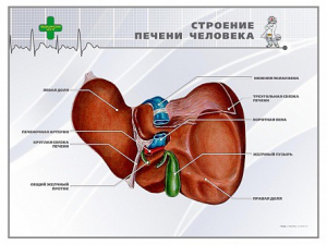 Стенд "Строение печени человека" - fgospostavki.ru - Шуя