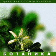 Ботаника. (Цифровая база изображений) - fgospostavki.ru - Шуя