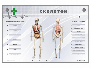 Электрифицированный стенд-тренажер "Скелетон" - fgospostavki.ru - Шуя