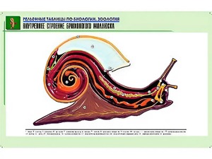 Рельефная таблица "Внутреннее строение брюхоногого моллюска" (формат А1, матовое ламинирование) - fgospostavki.ru - Шуя