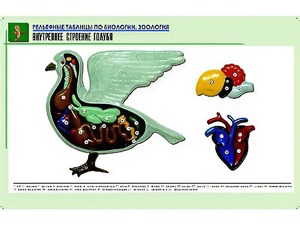 Рельефная таблица "Внутреннее строение голубя" (формат А1, матовое ламинирование) - fgospostavki.ru - Шуя