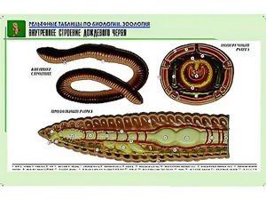 Рельефная таблица "Внутреннее строение дождевого червя" (формат А1, матовое ламинирование) - fgospostavki.ru - Шуя