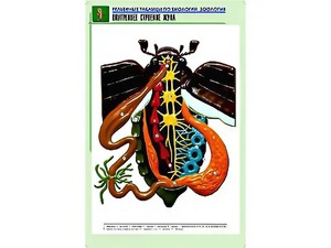 Рельефная таблица "Внутреннее строение жука" (формат А1, матовое ламинирование) - fgospostavki.ru - Шуя
