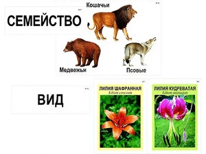 Модель-аппликация "Классификация растений и животных" (ламинированная) - fgospostavki.ru - Шуя