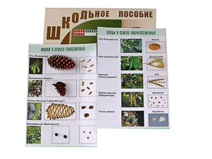 Коллекция "Шишки, плоды, семена деревьев и кустарников" - fgospostavki.ru - Шуя