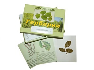 Гербарий "Дикорастущие растения" (30 видов, с иллюстрациями) - fgospostavki.ru - Шуя