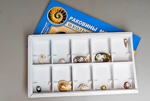Коллекция "Раковины моллюсков" - fgospostavki.ru - Шуя