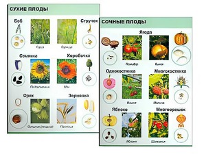 Коллекция "Семена и плоды" - fgospostavki.ru - Шуя