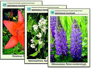 Гербарий фотографический "Основные группы растений" - fgospostavki.ru - Шуя
