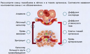 Интерактивные курсы. Биология 9 класс. Расширенный. - fgospostavki.ru - Шуя
