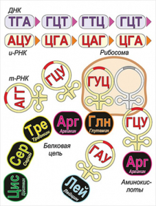 Модель-аппликация Биосинтез белка - fgospostavki.ru - Шуя