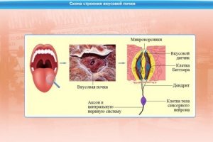 Интерактивные курсы. Биология 10 класс. Базовый. - fgospostavki.ru - Шуя