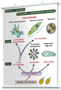 Плакаты по биологии для оформления кабинета. - fgospostavki.ru - Шуя