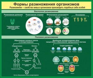 Стенд "Формы размножения организмов" - fgospostavki.ru - Шуя