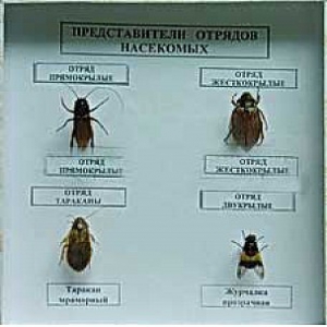Коллекция энтомологическая "Представители отряда насекомых" - fgospostavki.ru - Шуя
