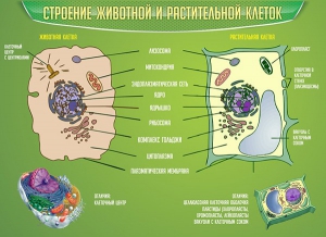 Стенд "Строение животной и растительной клеток" - fgospostavki.ru - Шуя