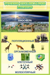Стенд "Уровни организации живого" - fgospostavki.ru - Шуя