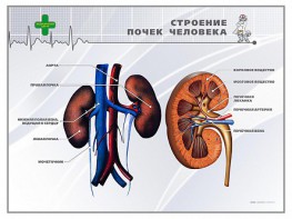 Стенд "Строение почки человека" - fgospostavki.ru - Шуя
