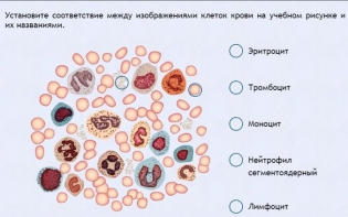 Интерактивные курсы. Биология 11 класс. Расширенный. - fgospostavki.ru - Шуя