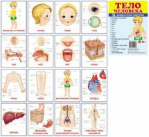 Раздаточные карточки "Тело человека" - fgospostavki.ru - Шуя