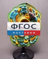 Модель "Клетка растения" - fgospostavki.ru - Шуя