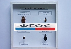 Коллекция "Семейство жуков" - fgospostavki.ru - Шуя