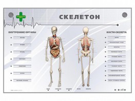 Электрифицированный стенд-тренажер "Скелетон" - fgospostavki.ru - Шуя