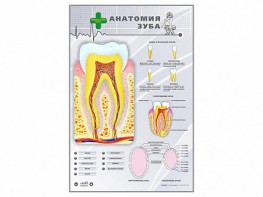Электрифицированный стенд "Анатомия зуба" - fgospostavki.ru - Шуя