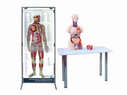 Интерактивный учебный комплекс "Анатомический атлас 3D" - fgospostavki.ru - Шуя