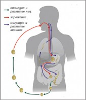 Модель-аппликация Цикл развития аскариды - fgospostavki.ru - Шуя