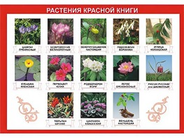 Таблица демонстрационная "Растения Красной книги" (винил 70*100) - fgospostavki.ru - Шуя