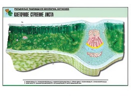 Рельефная таблица "Клеточное строение листа" (формат А1, матовое ламинирование) - fgospostavki.ru - Шуя