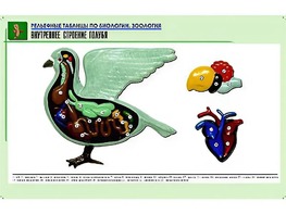 Рельефная таблица "Внутреннее строение голубя" (формат А1, матовое ламинирование) - fgospostavki.ru - Шуя