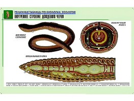 Рельефная таблица "Внутреннее строение дождевого червя" (формат А1, матовое ламинирование) - fgospostavki.ru - Шуя