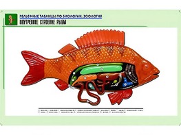 Рельефная таблица "Внутреннее строение рыбы" (формат А1, матовое ламинирование) - fgospostavki.ru - Шуя
