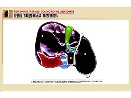 Рельефная таблица "Печень. Висцеральная поверхность" (формат А1, матовое ламинирование) - fgospostavki.ru - Шуя