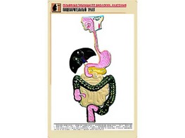 Рельефная таблица "Пищеварительный тракт" (формат А1, матовое ламинирование) - fgospostavki.ru - Шуя