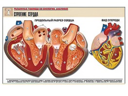 Рельефная таблица "Строение сердца" (формат А1, матовое ламинирование) - fgospostavki.ru - Шуя