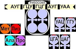 Модель-аппликация "Биосинтез белка" (ламинированная) - fgospostavki.ru - Шуя
