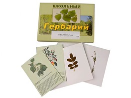 Гербарий "Деревья и кустарники" (22 вида, с иллюстрациями) - fgospostavki.ru - Шуя