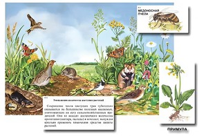 Магнитный плакат-аппликация "Луг: биоразнообразие и взаимосвязи в сообществе" - fgospostavki.ru - Шуя