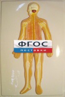 Модель барельефная "Нервная система человека" - fgospostavki.ru - Шуя