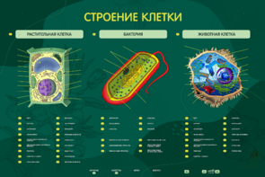 Электрифицированный стенд "Строение клетки" с маркерными полями - fgospostavki.ru - Шуя