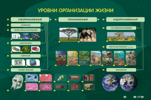 Электрифицированный стенд "Уровни организации жизни" - fgospostavki.ru - Шуя